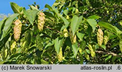 Carpinus japonica (grab japoński)