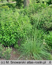 Stipa gigantea (ostnica olbrzymia)