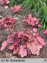 Heuchera Georgia Peach