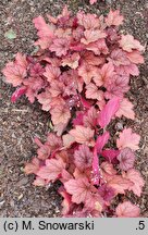 Heuchera Georgia Peach