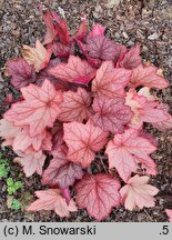 Heuchera Georgia Peach