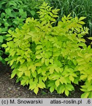 Aralia cordata Sun King