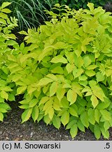 Aralia cordata Sun King