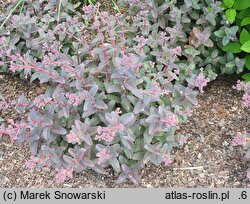Sedum hort. Picolette