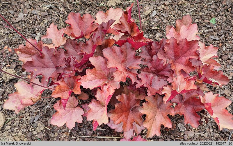 Heuchera Mahogany