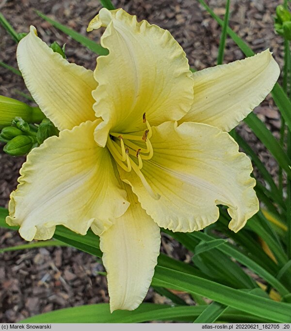 Hemerocallis ×hybrida EveryDaylily Cream