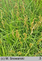Carex muskingumensis Oehme
