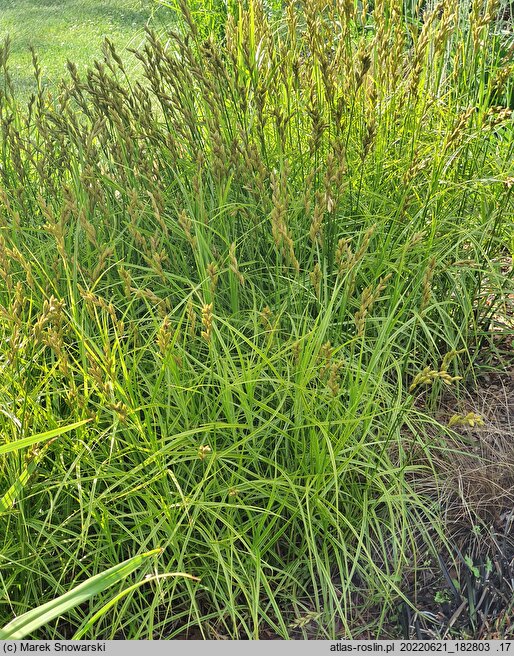 Carex muskingumensis Oehme