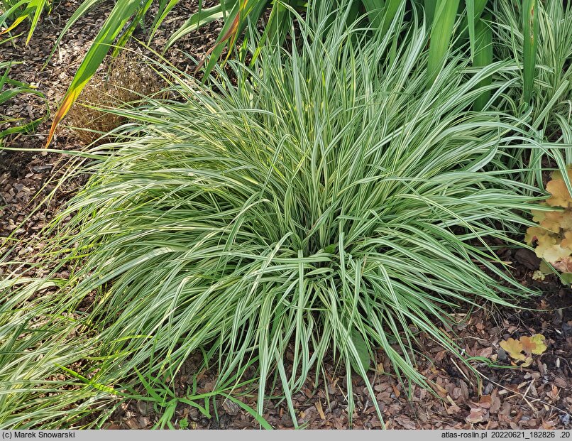 Molinia caerulea s.str. Variegata
