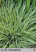 Molinia caerulea s.str. Variegata