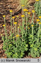 Anthemis tinctoria Charme