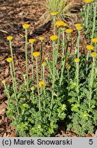 Anthemis tinctoria Charme