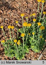 Anthemis tinctoria Charme