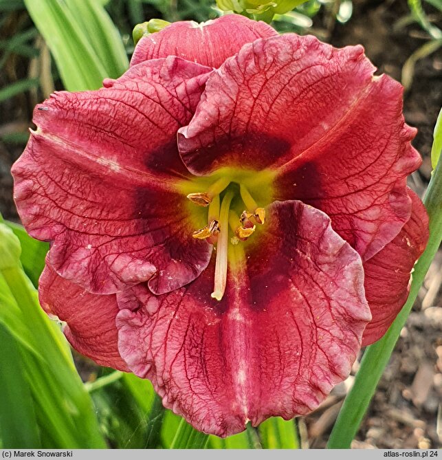 Hemerocallis ×hybrida (liliowiec ogrodowy)