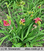 Hemerocallis ×hybrida (liliowiec ogrodowy)