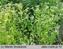 Tanacetum parthenium (wrotycz maruna)