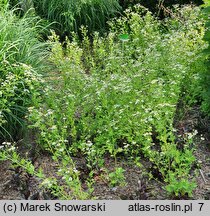 Tanacetum parthenium (wrotycz maruna)