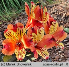 Alstroemeria aurea Tesronto