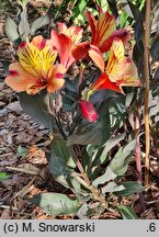 Alstroemeria aurea Tesronto