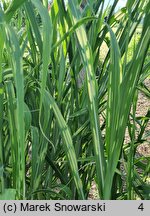 Miscanthus ×giganteus Lottum