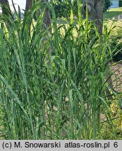 Miscanthus ×giganteus Lottum