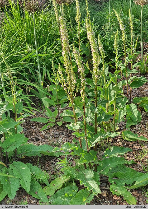 Verbascum chaixii (dziewanna Chaixa)