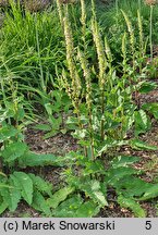 Verbascum chaixii (dziewanna Chaixa)