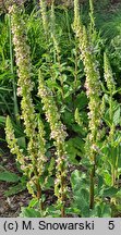 Verbascum chaixii Wedding Candles