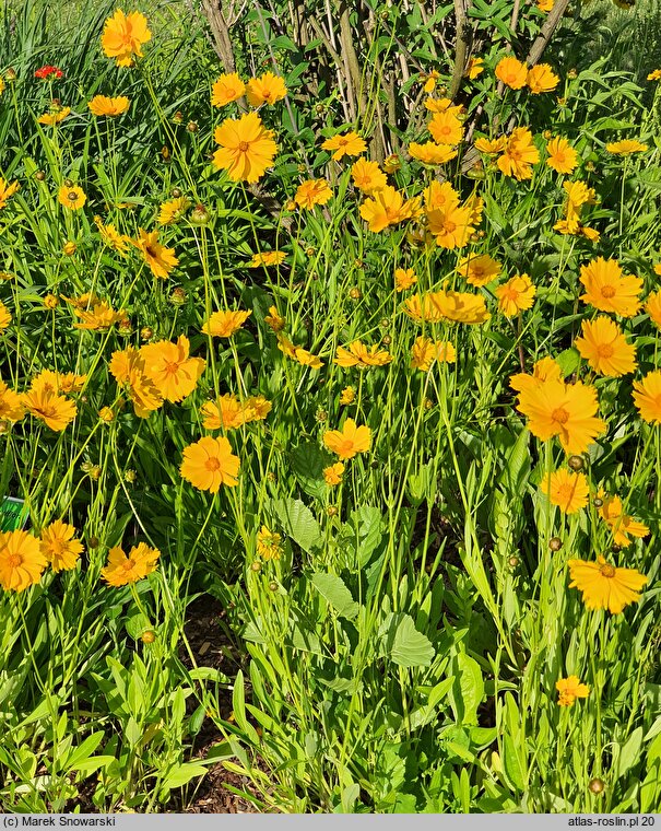 Coreopsis grandiflora Sunny