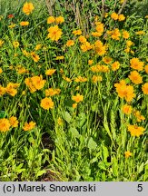 Coreopsis grandiflora Sunny