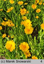 Coreopsis grandiflora Sunny