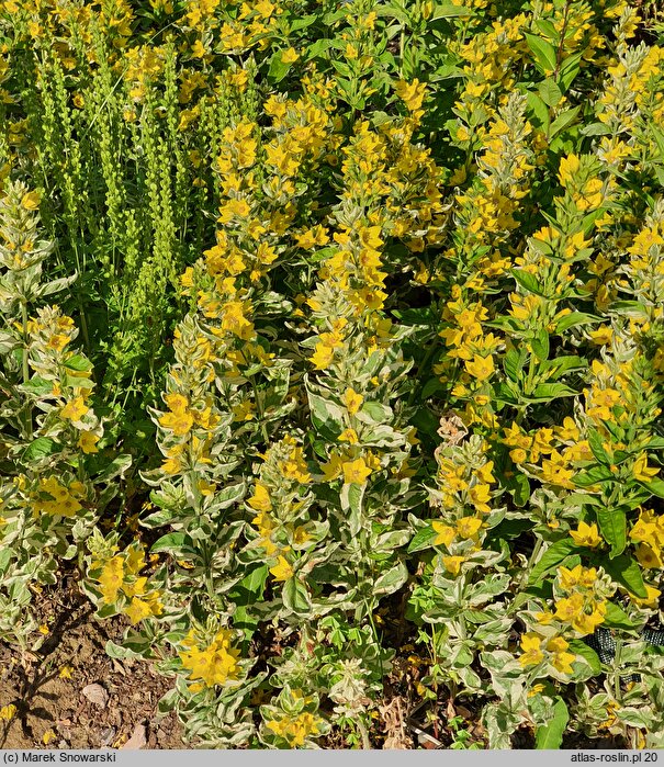 Lysimachia punctata Alexander