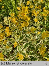 Lysimachia punctata Alexander