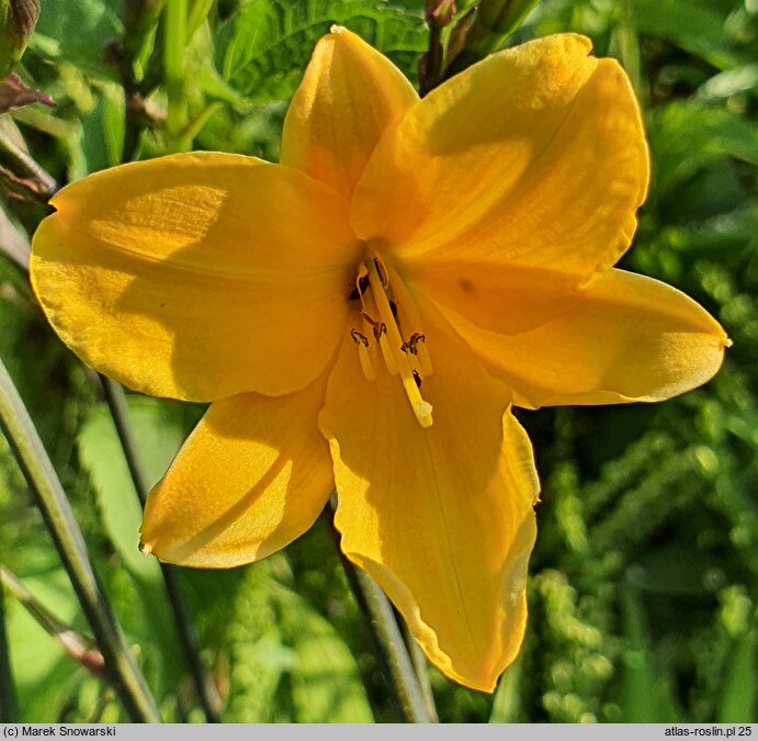 Hemerocallis ×hybrida Corky