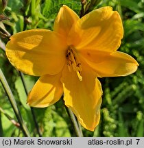 Hemerocallis ×hybrida Corky