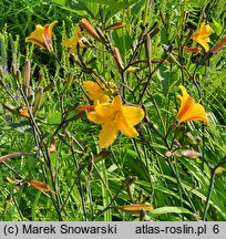 Hemerocallis ×hybrida Corky
