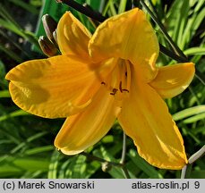 Hemerocallis ×hybrida Corky
