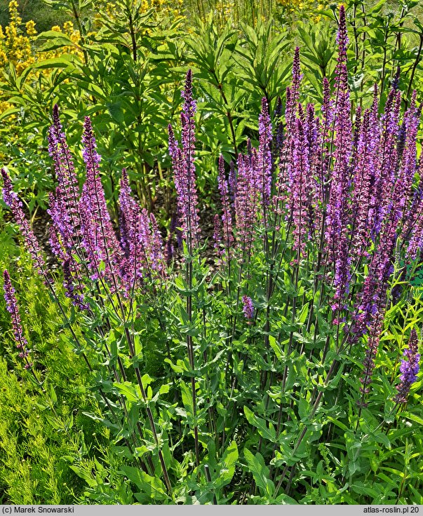 Salvia nemorosa Ostfriesland