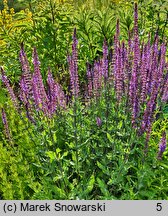 Salvia nemorosa Ostfriesland