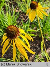 Echinacea paradoxa (jeżówka żółta)