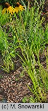 Echinacea paradoxa (jeżówka żółta)