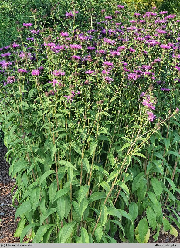 Centaurea hort. Cara Mia