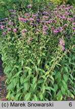 Centaurea hort. Cara Mia