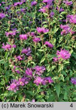 Centaurea hort. Cara Mia