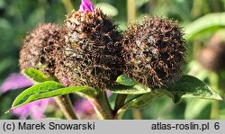 Centaurea hort. Cara Mia