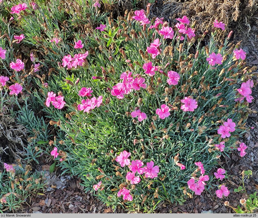 Dianthus Dinetta Purple