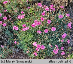 Dianthus Dinetta Purple