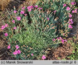 Dianthus Dinetta Purple