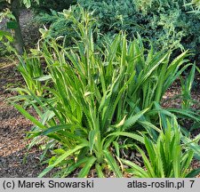 Eryngium agavifolium (mikołajek agawolistny)