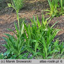 Eryngium agavifolium (mikołajek agawolistny)